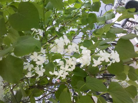 調頻有用嗎 開白色小花的樹